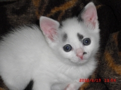 Wild Cat, Wild Cat Wild Cat skype cam girl